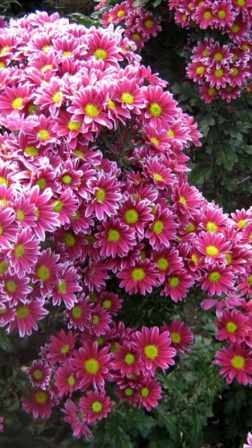 chryzantemy-foto7